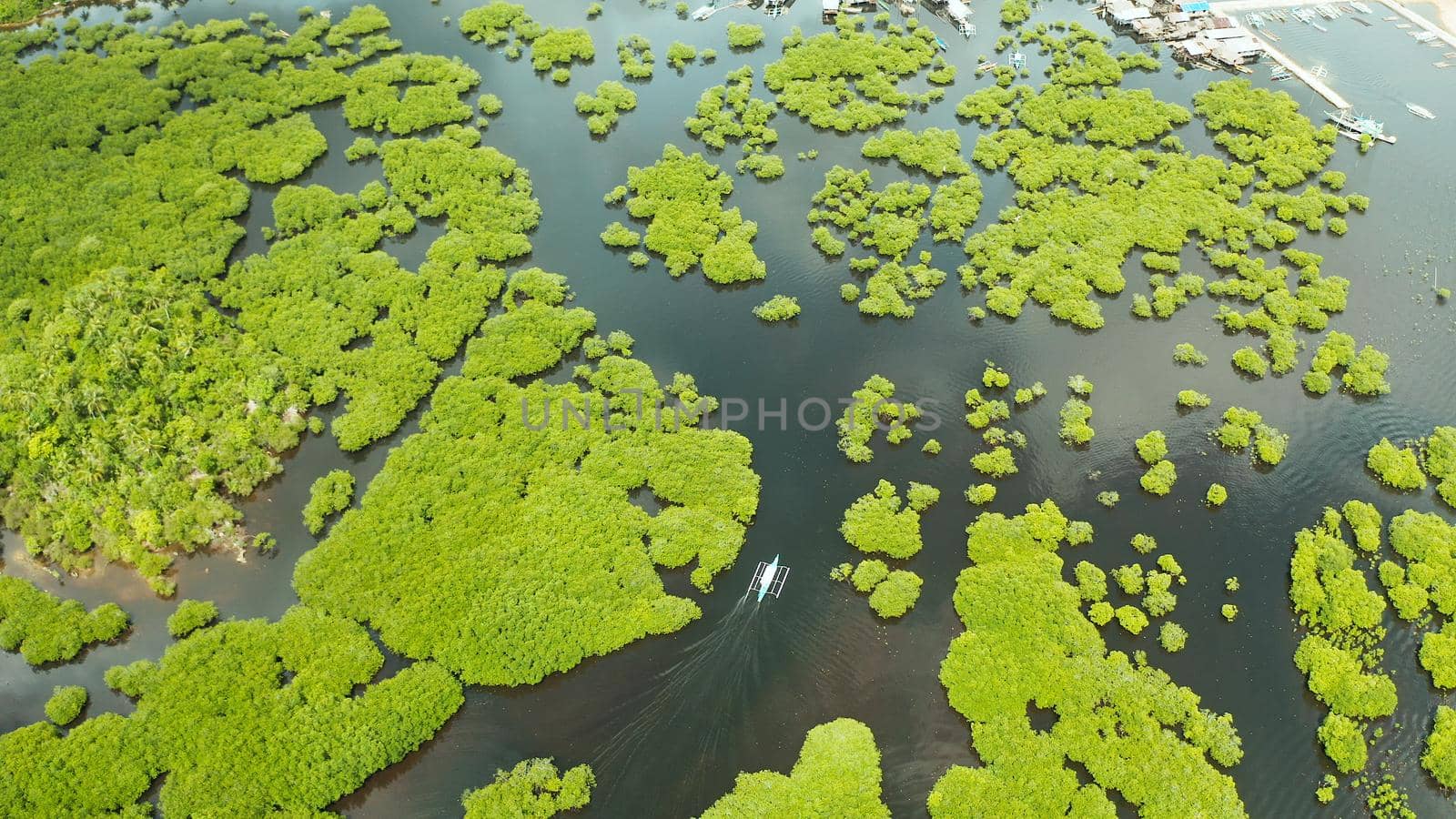 Aerial panoramic mangrove forest view in Siargao island,Philippines. Mangrove landscape