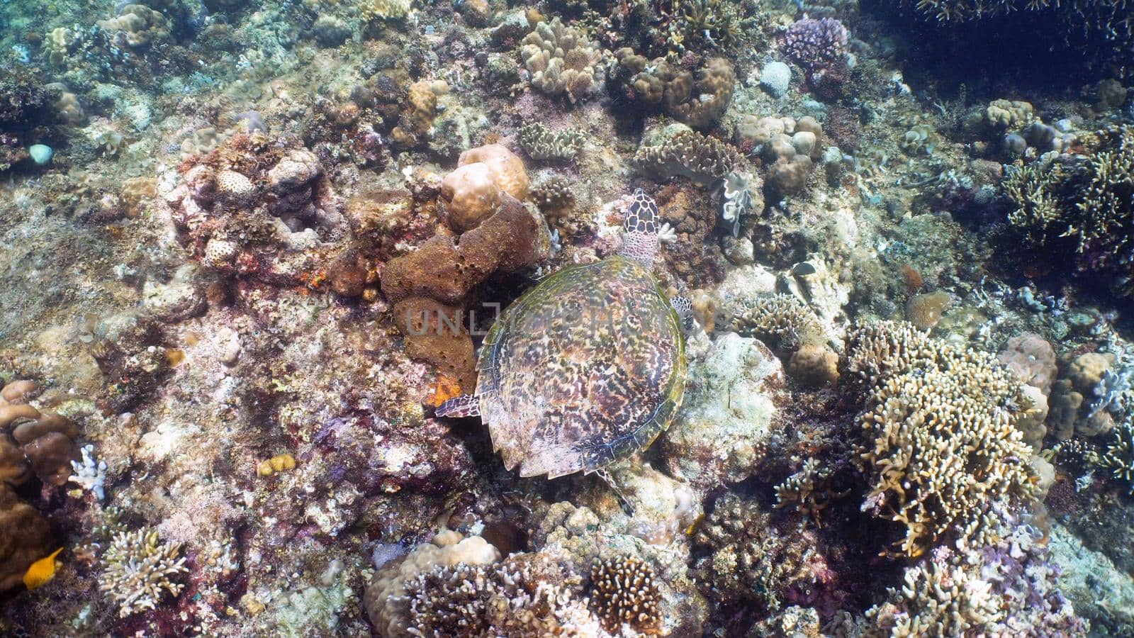 Sea turtle swimming underwater over corals. Sea turtle moves its flippers in the ocean under water. Wonderful and beautiful underwater world. Diving and snorkeling in the tropical sea. Philippines.