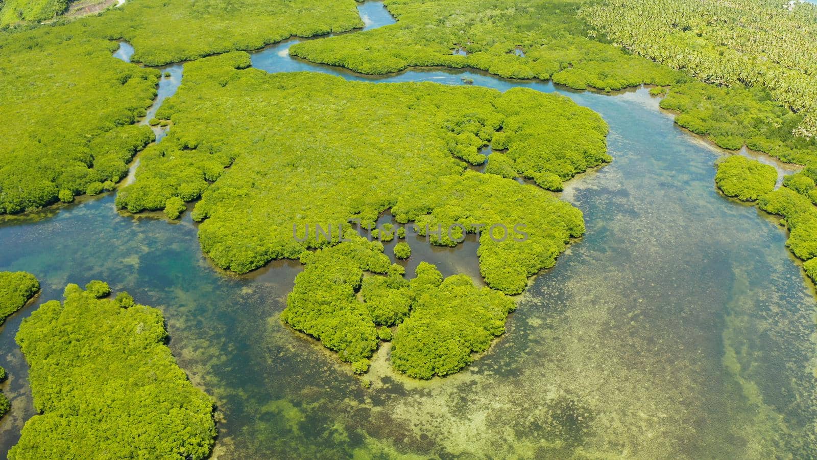 River in tropical mangrove green tree forest top view. Mangrove jungles, trees, river. Mangrove landscape