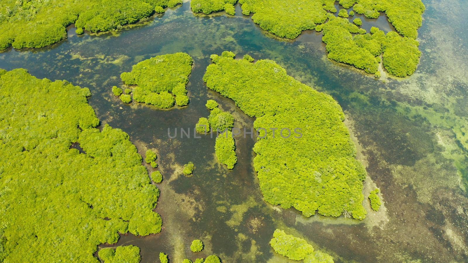 Mangrove green forests with rivers and channels on the tropical island, aerial drone. Mangrove landscape.