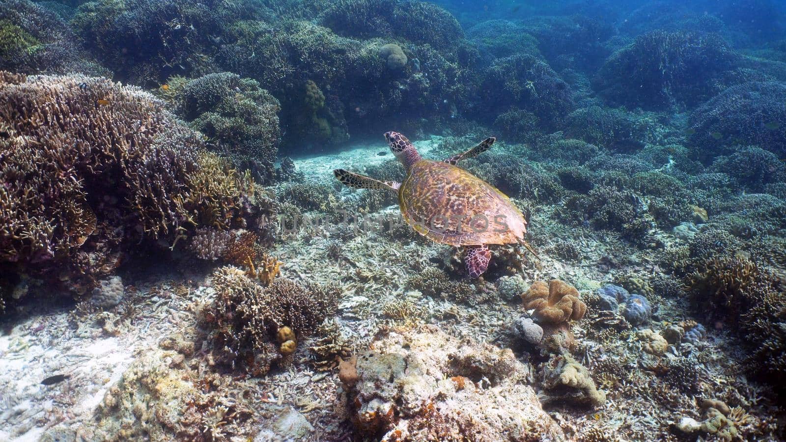 Sea turtle swimming underwater over corals. Sea turtle moves its flippers in the ocean under water. Wonderful and beautiful underwater world. Diving and snorkeling in the tropical sea. Philippines.