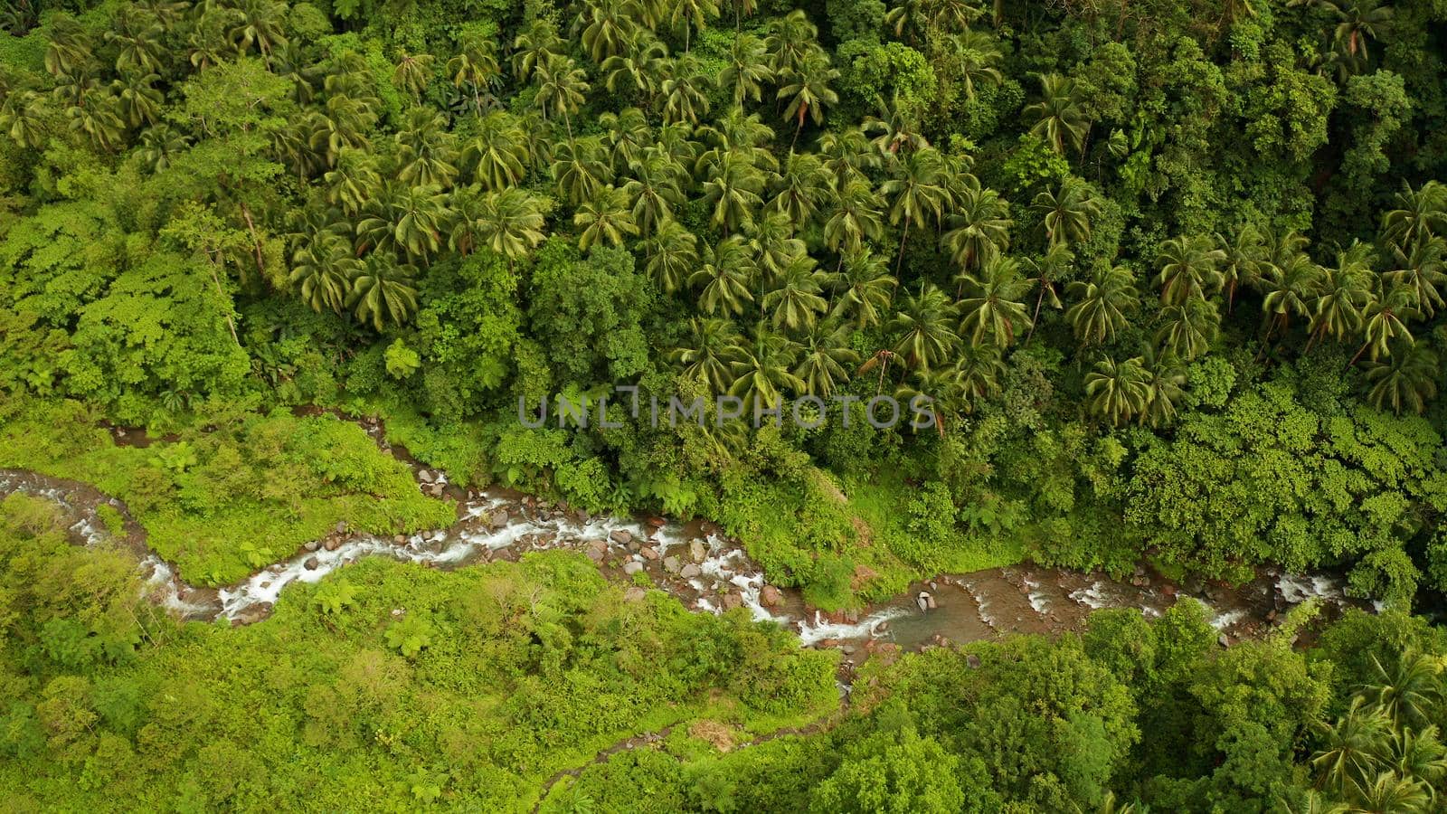 River in the valley among the rainforest, covered with trees and jungle aerial view. River in the green forest. Camiguin, Philippines.