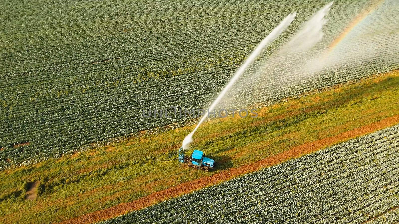 Aerial view irrigation equipment watering cabbage field. Irrigation system watering farm field.
