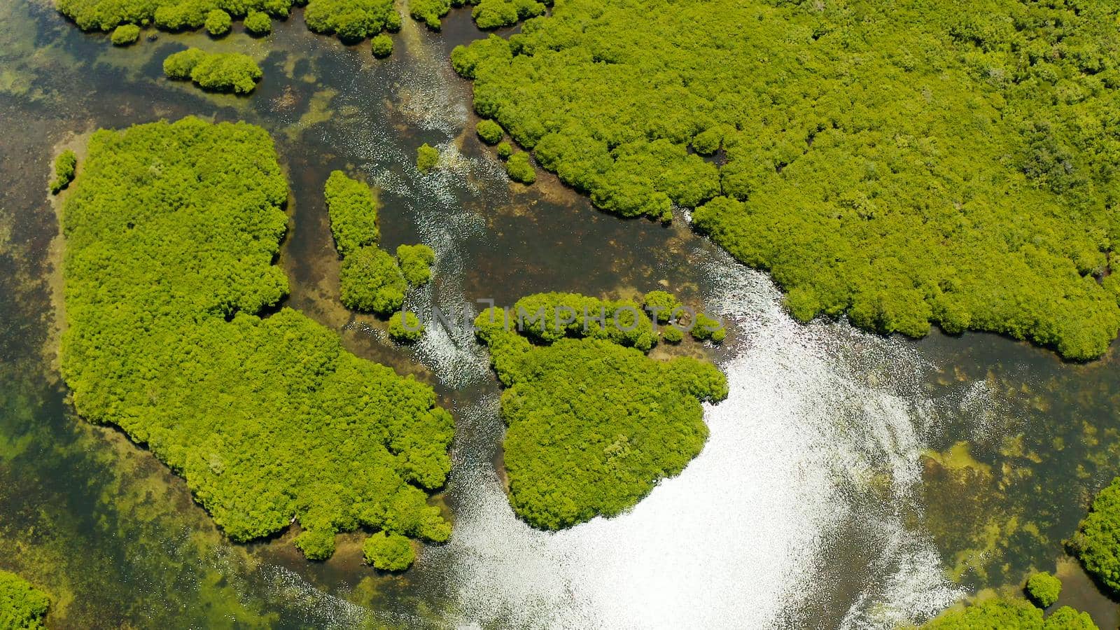 Aerial view green ecology mangrove nature tropical rainforest to the bay of sea. Mangrove landscape. Siargao,Philippines.