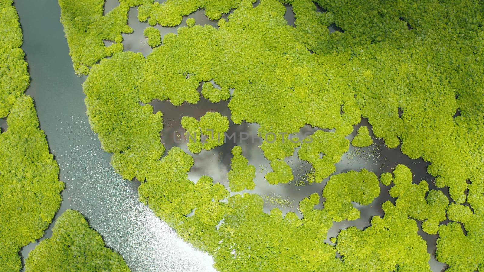 Aerial view of Mangrove forest and river. by Alexpunker