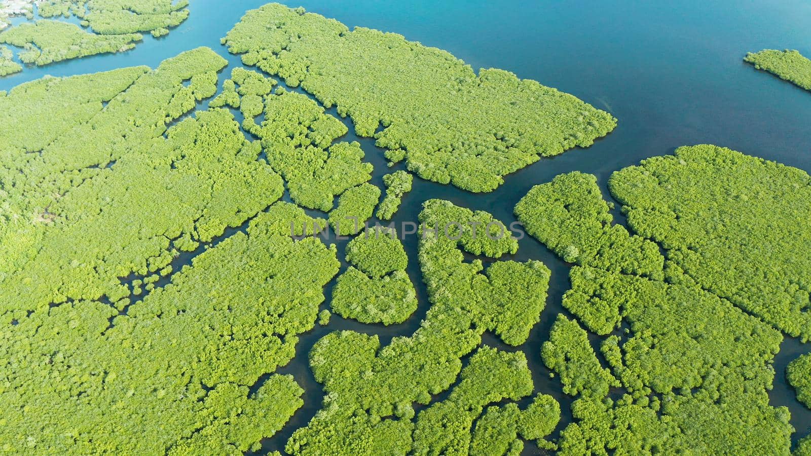 Aerial view of Mangrove forest and river. by Alexpunker