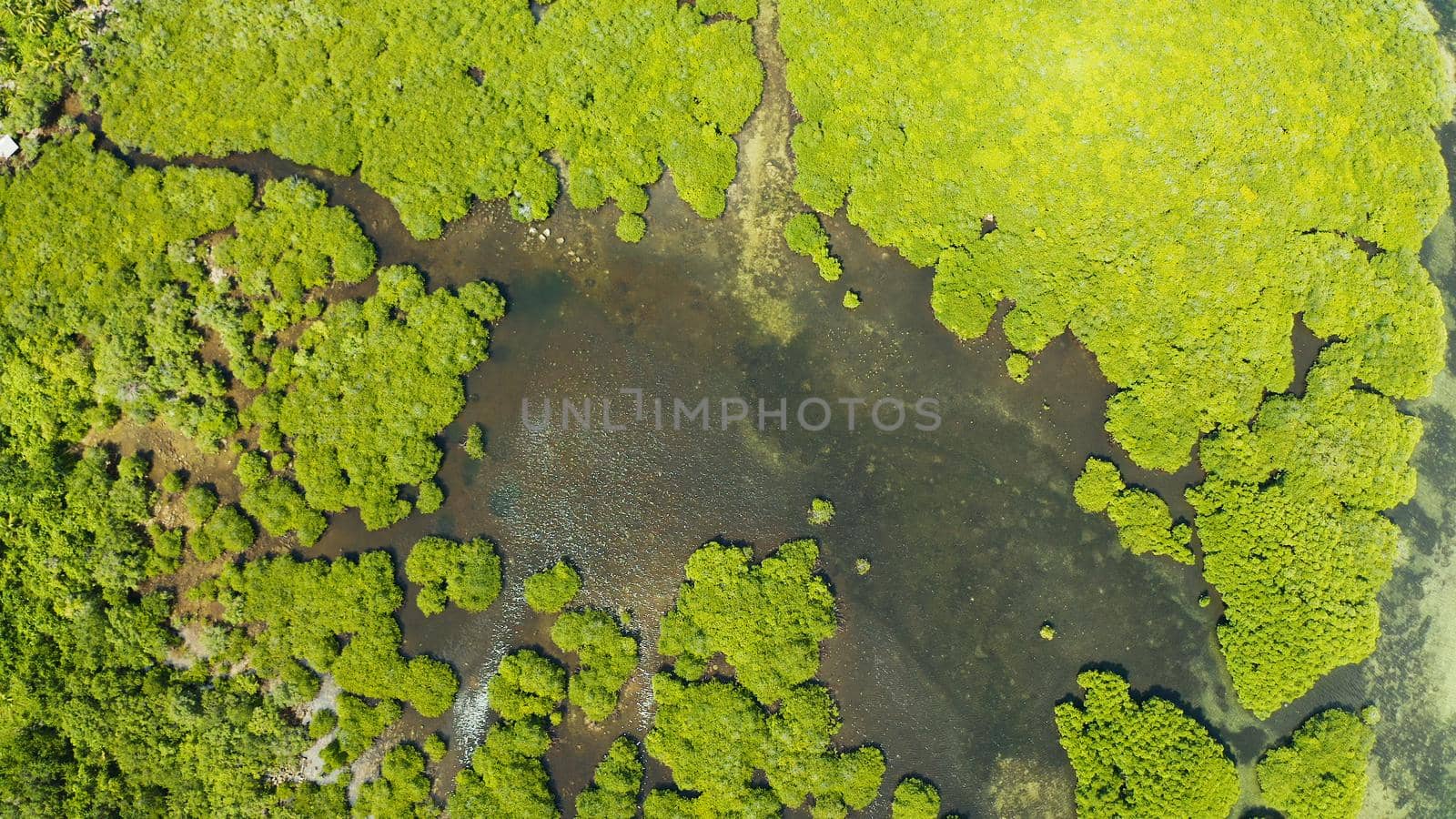 Mangrove green forests with rivers and channels on the tropical island, aerial drone. Mangrove landscape.