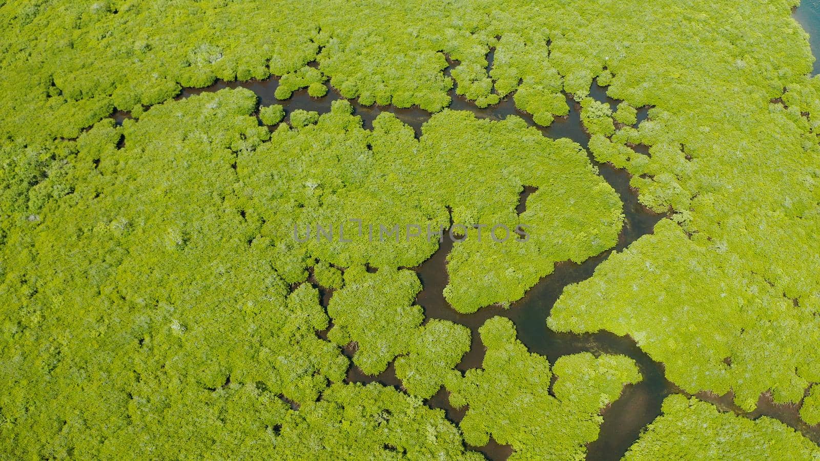 Mangrove rainforest with green trees in the sea water, aerial view. Tropical landscape with mangrove grove.