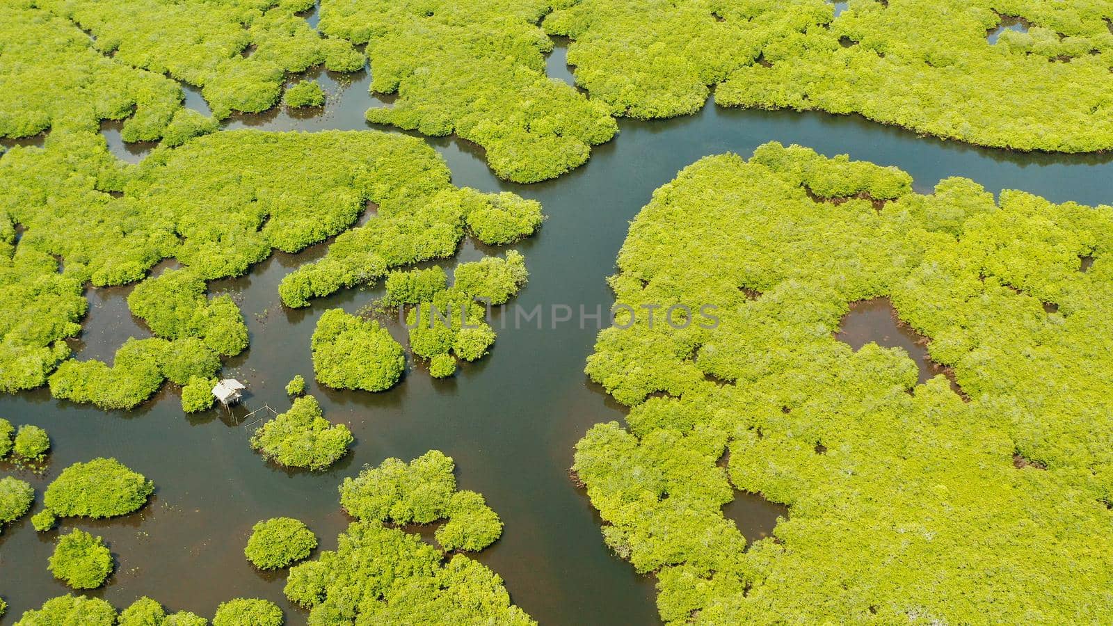 Aerial panoramic mangrove forest view in Siargao island,Philippines. Mangrove landscape