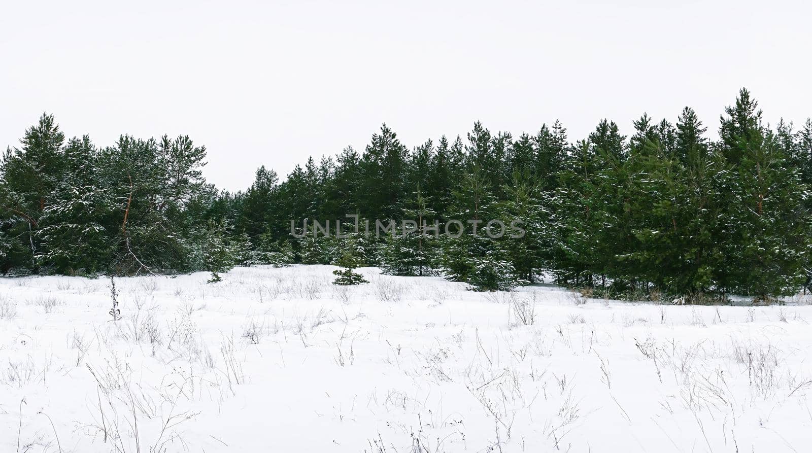 panorama of the winter snow-covered pine forest. High quality photo