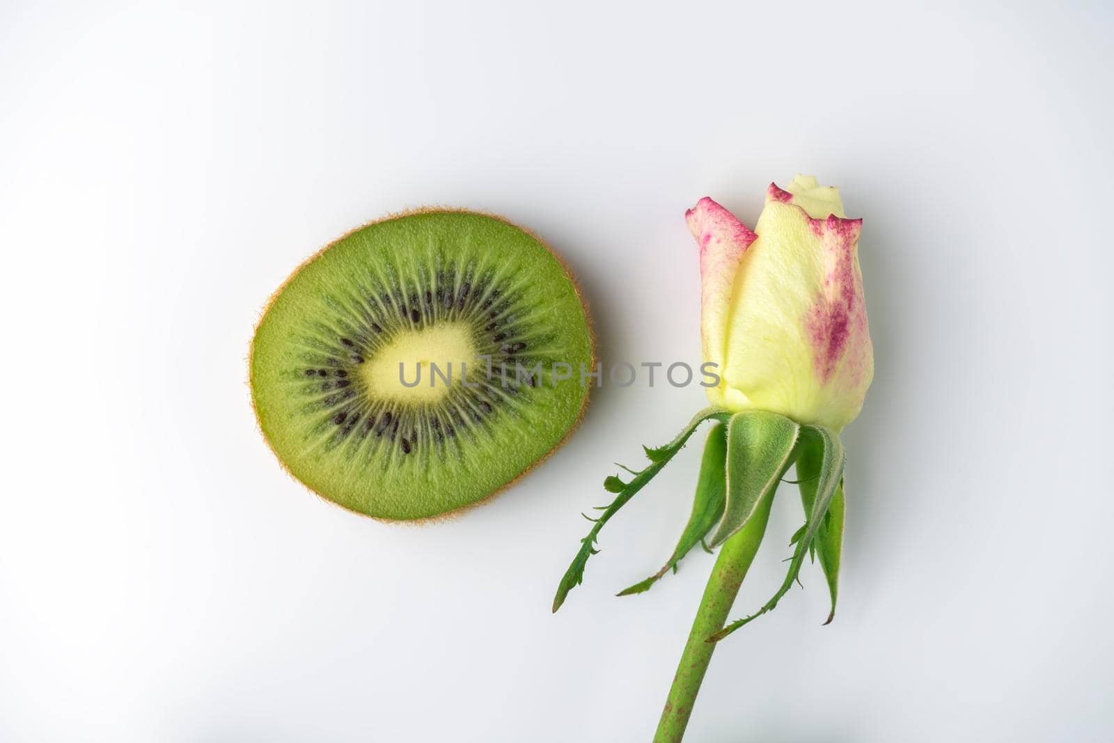 kiwi slice and rosebud on a white background. High quality photo