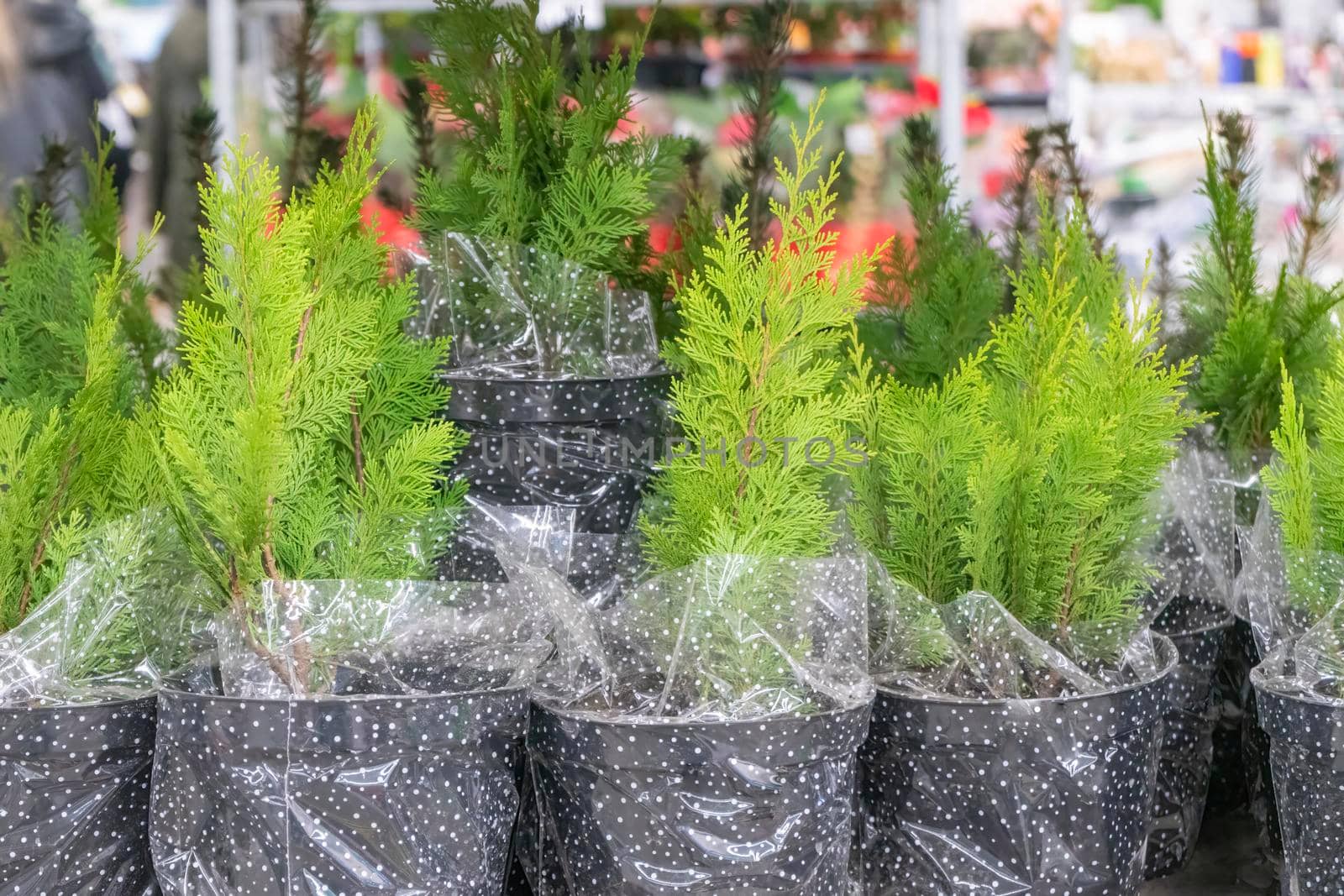 seedlings of coniferous trees in pots on the shelves in the shopping center. High quality photo