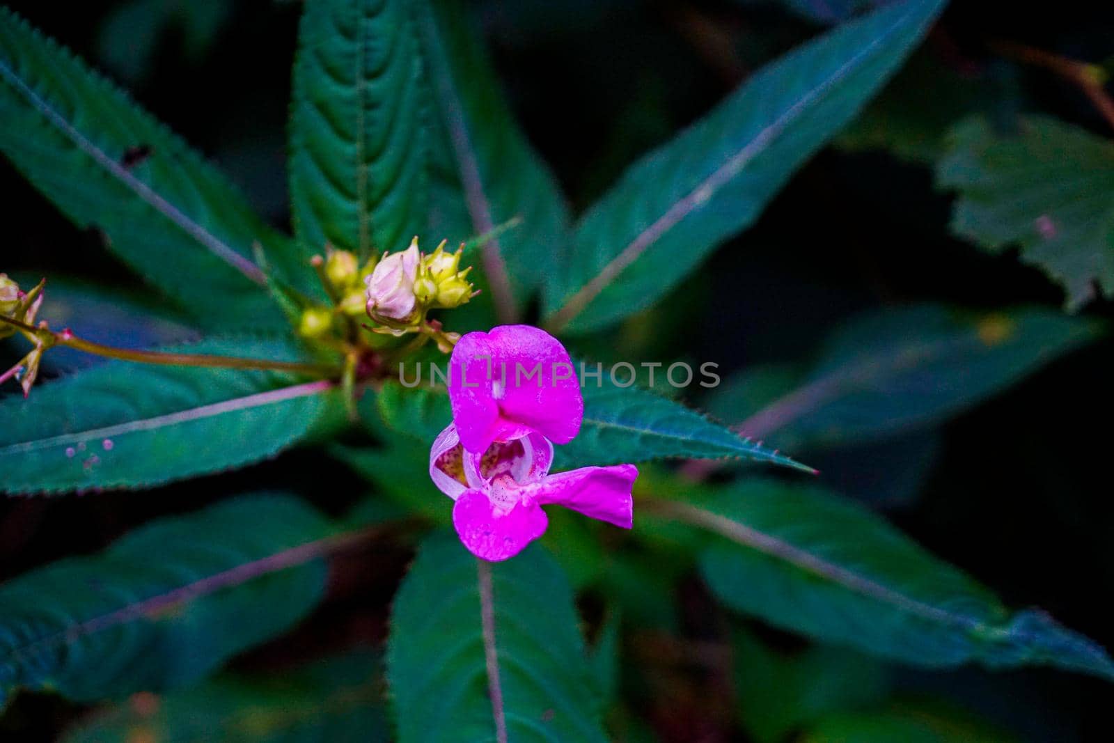 Impatiens glandulifera - also known as policeman's helmet, bobby tops, copper tops, and gnome's hatstand