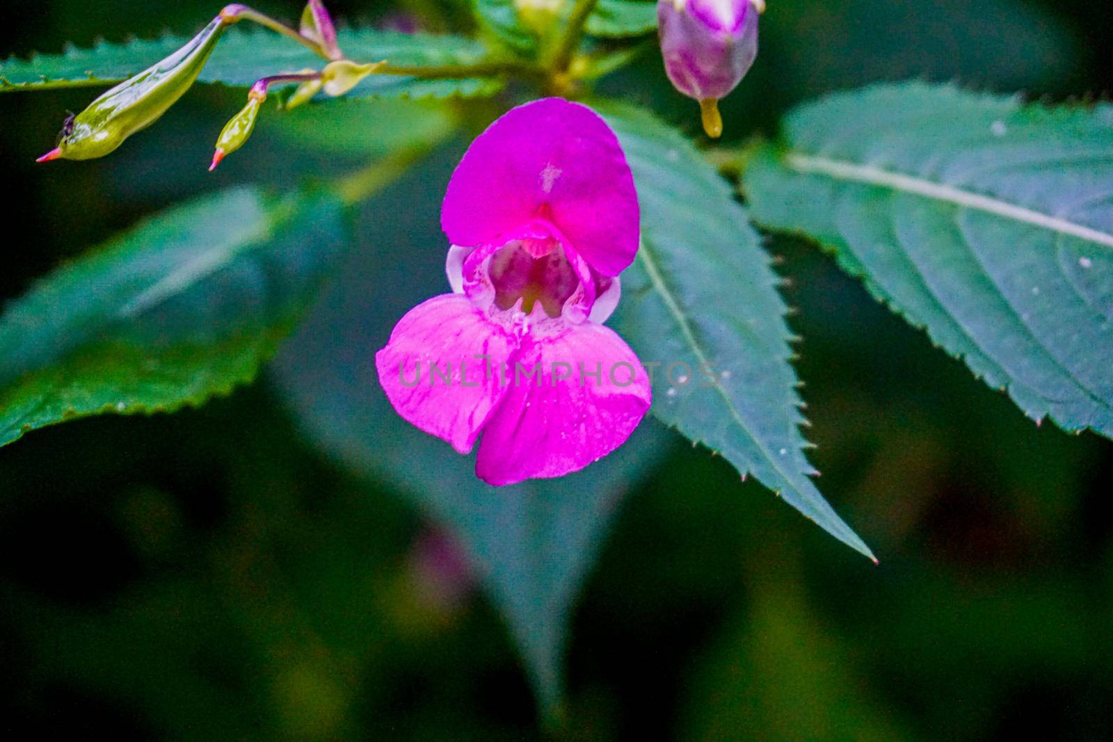 Single blossom of a pink Impatiens glandulifera flower