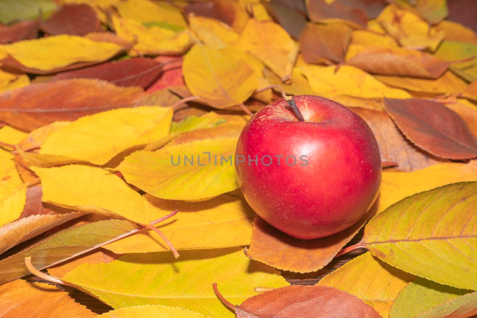 red Apple on yellow autumn leaves close up as background. High quality photo