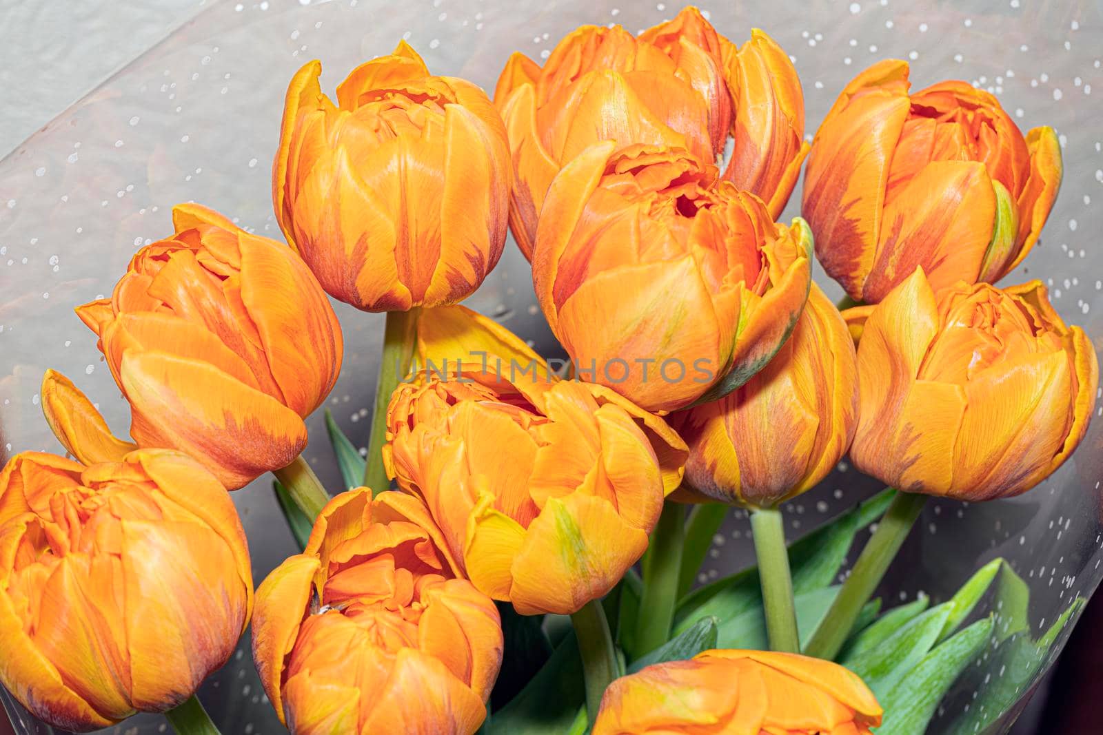 bouquet of orange tulips in a wrapper close-up. High quality photo