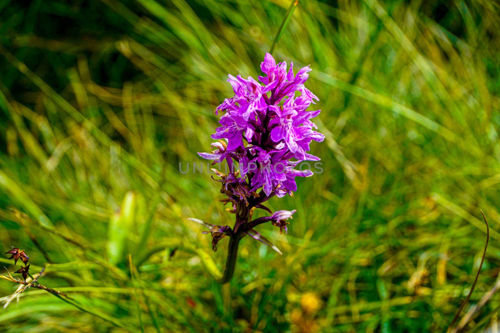 Beautiful blossoms of the heath spotted-orchid Dactylorhiza maculata on a meadow