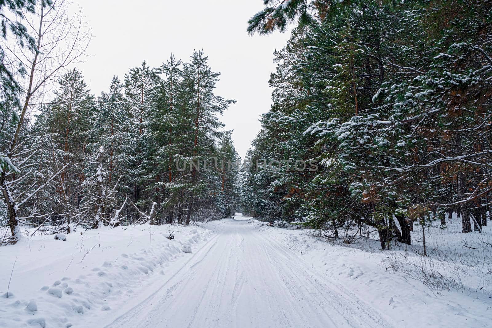 winter road in a snow-covered pine forest. High quality photo
