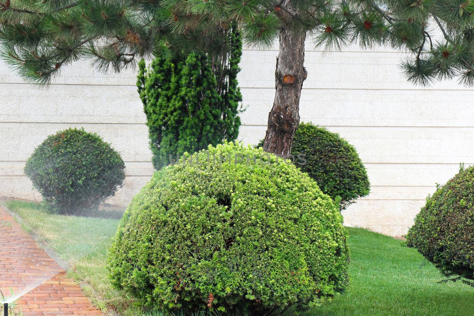 lawn with cut grass and trimmed trees. High quality photo