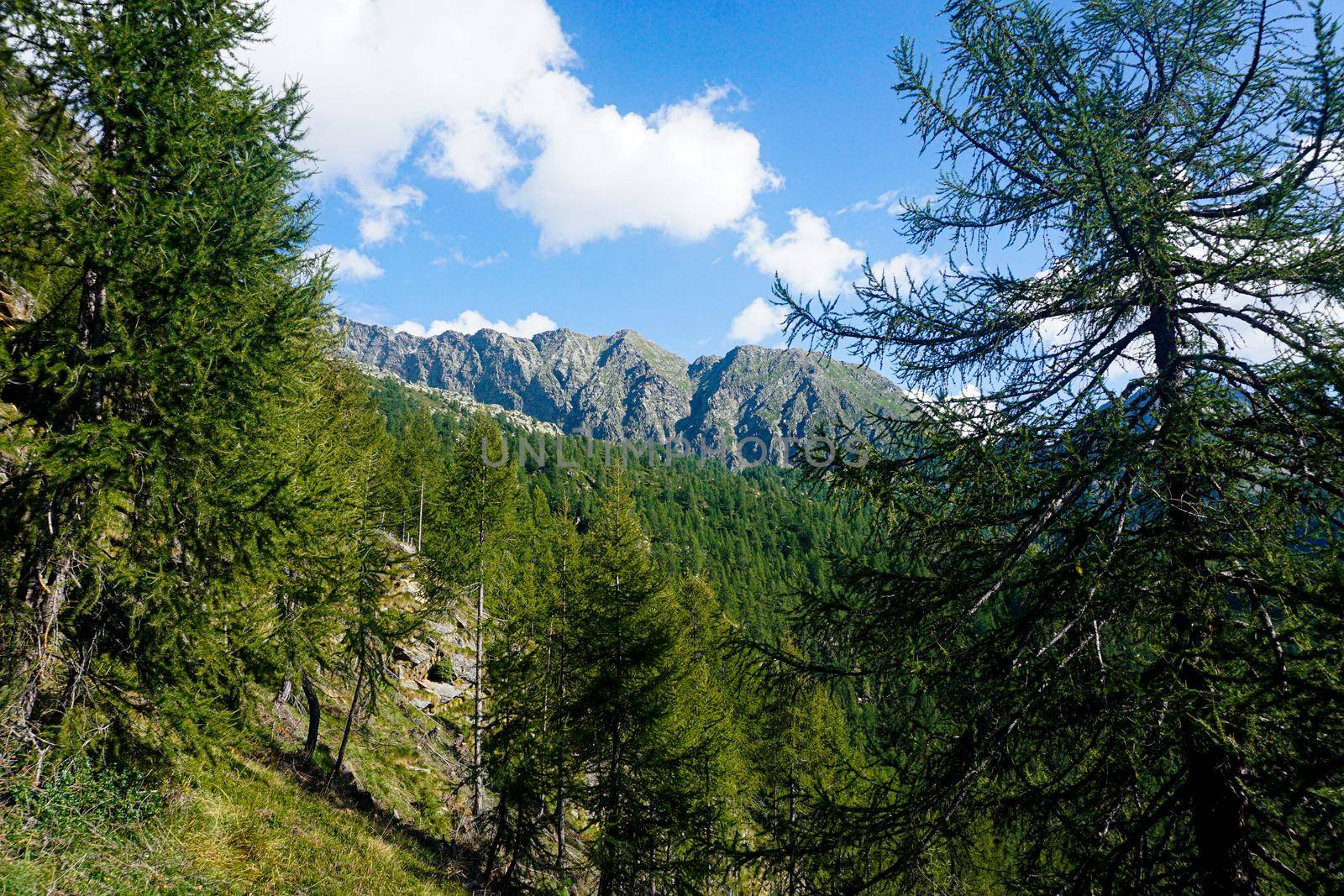 Pizzo Campo Tencia mountain range framed by larch trees by pisces2386
