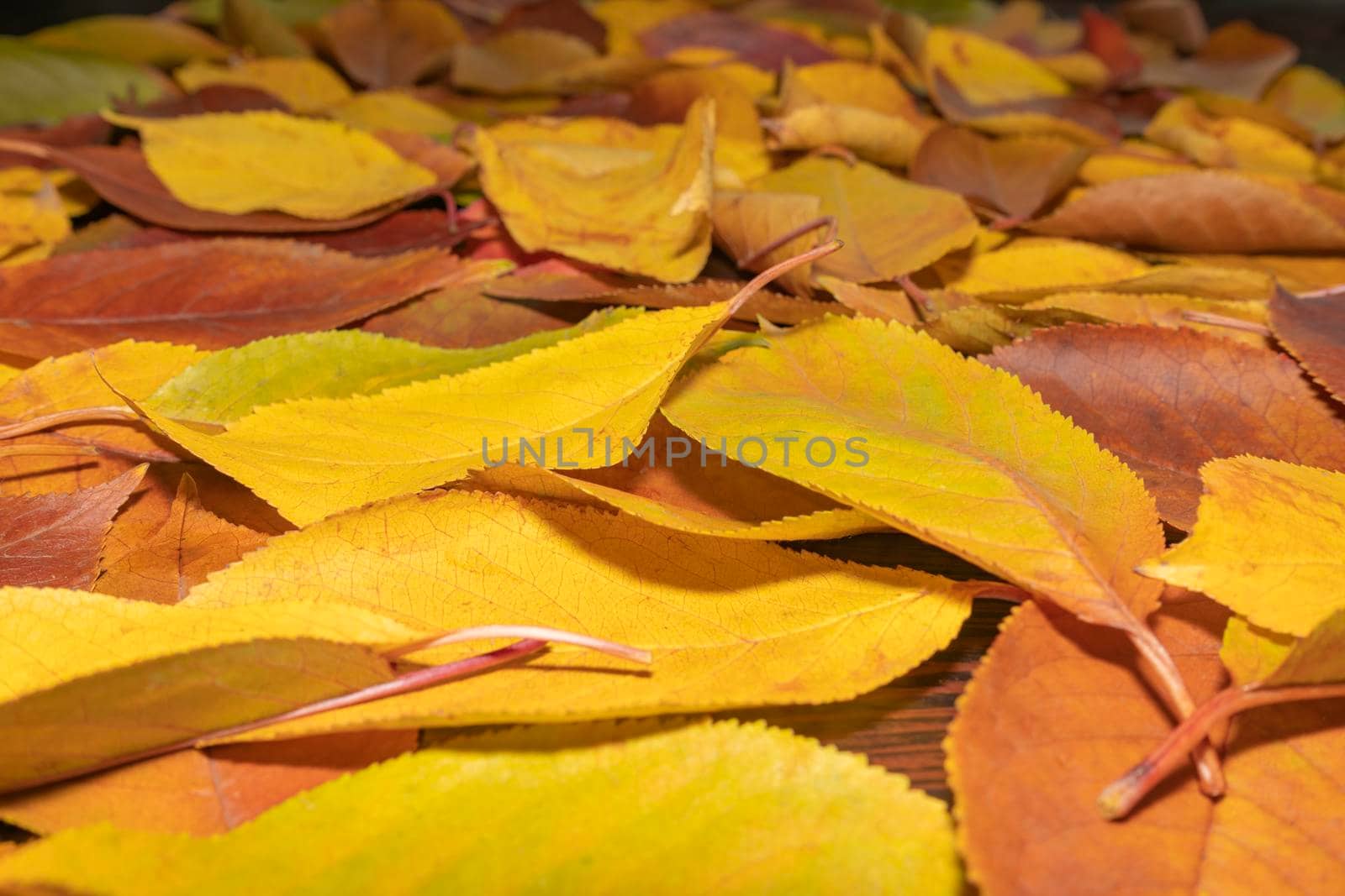yellow autumn leaves close up as background by roman112007