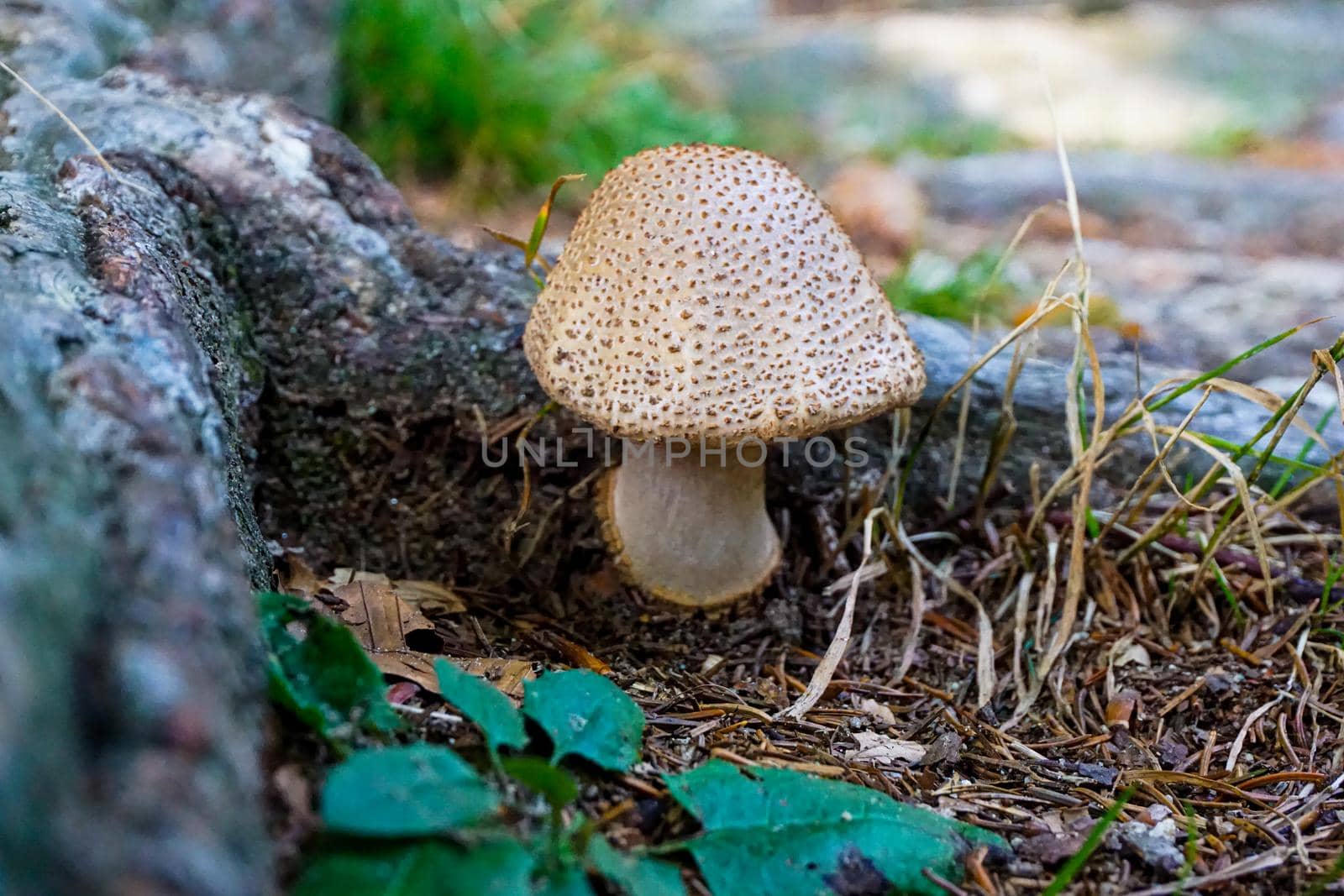 Close-up of a Blusher mushroom in the forest