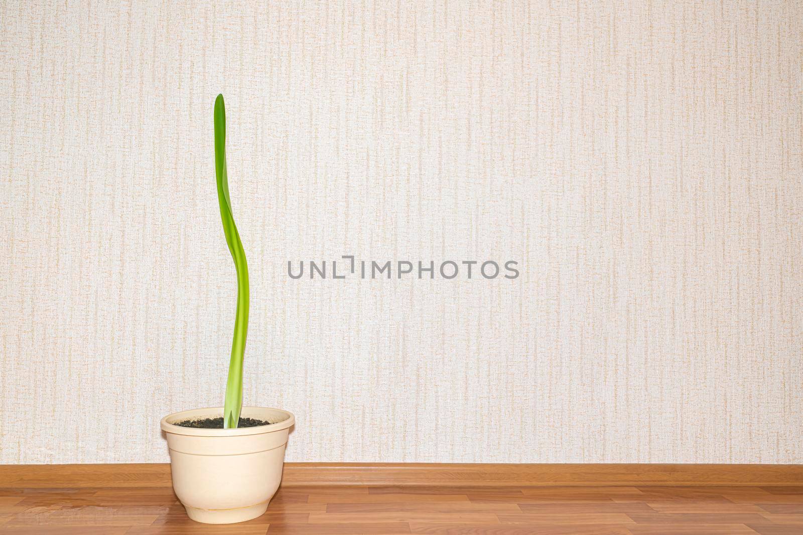 amaryllis flower leaf in a pot against the wall. High quality photo