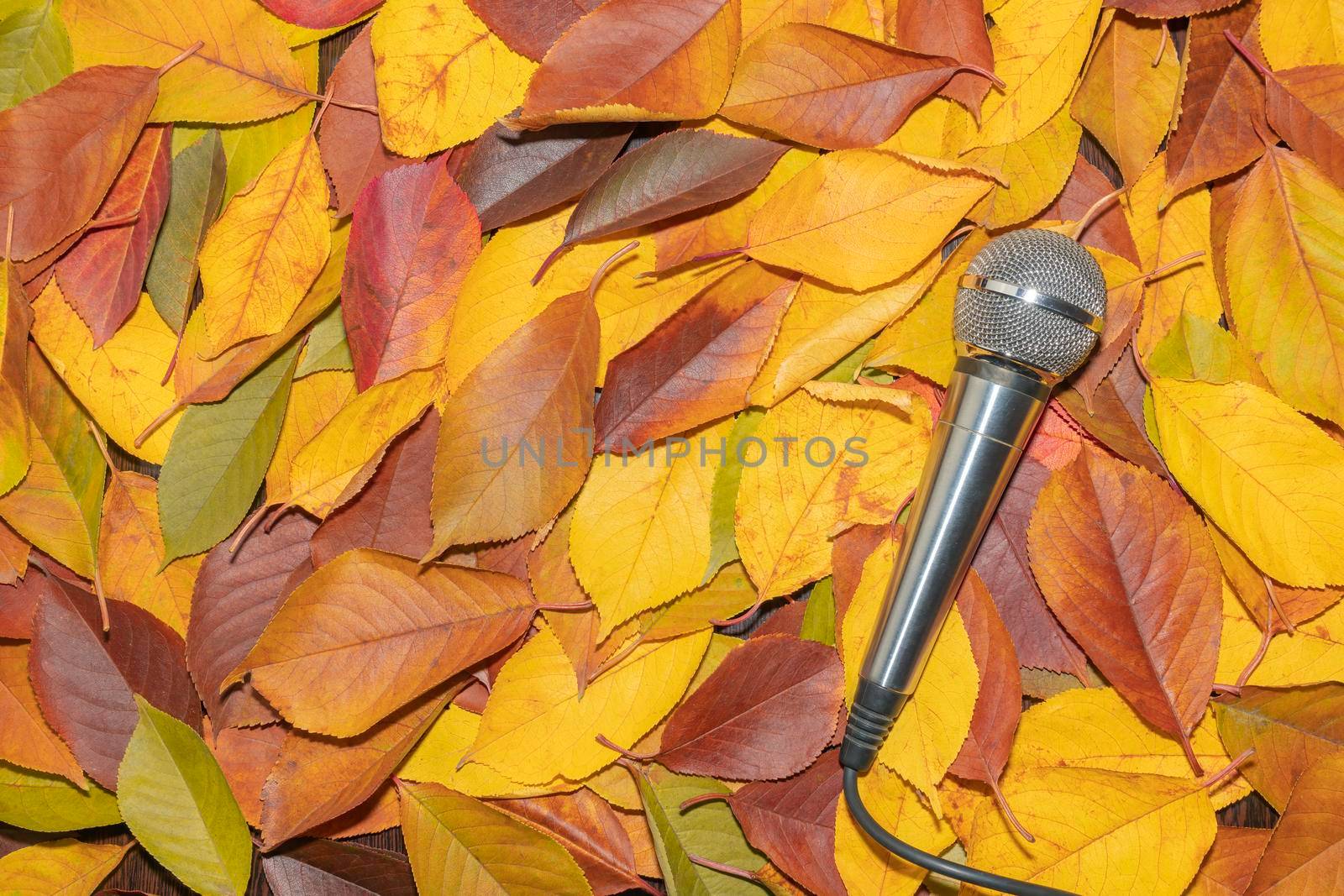 microphone on yellow autumn leaves close up as background by roman112007