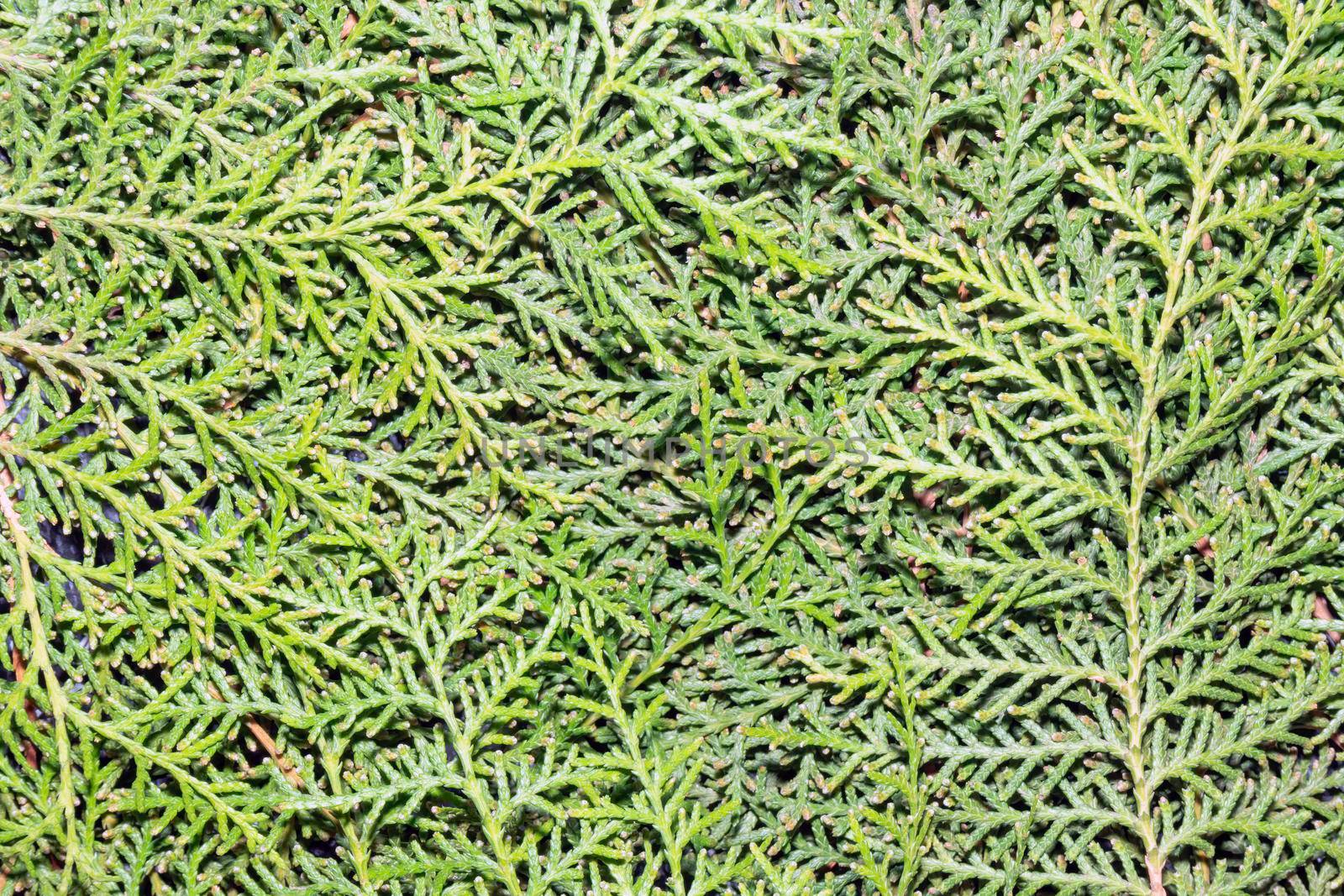 green branches of thuja as background close-up. High quality photo