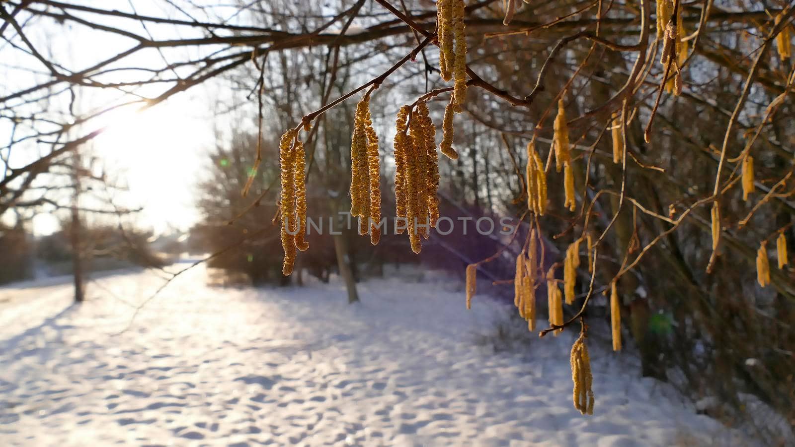 Hazelnut blossom in Germany in wintertime by Jochen