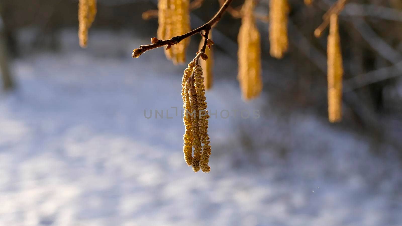 Hazelnut blossom in Germany in wintertime