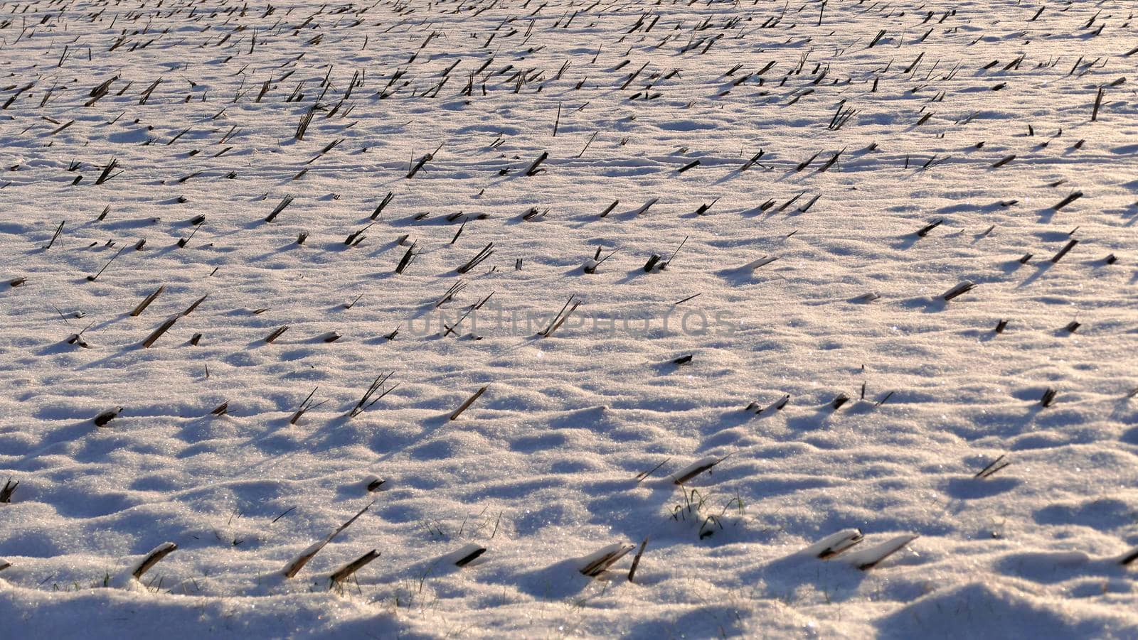 stubble field with snow in Germany by Jochen