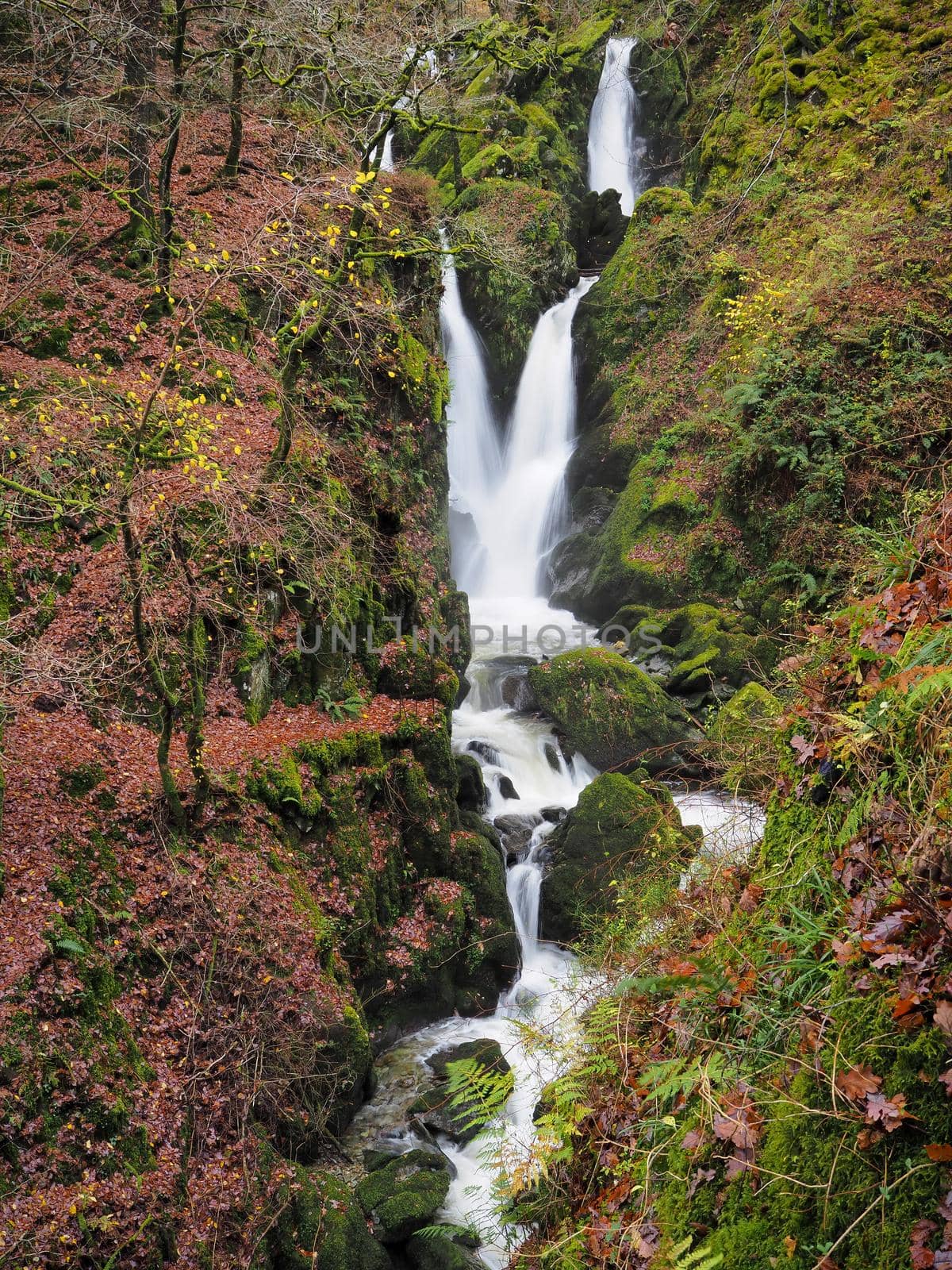 Water cascading down Stock Ghyll Force through colourful Autumn leaves and rocks covered in green moss, near Ambleside, Lake District, UK
