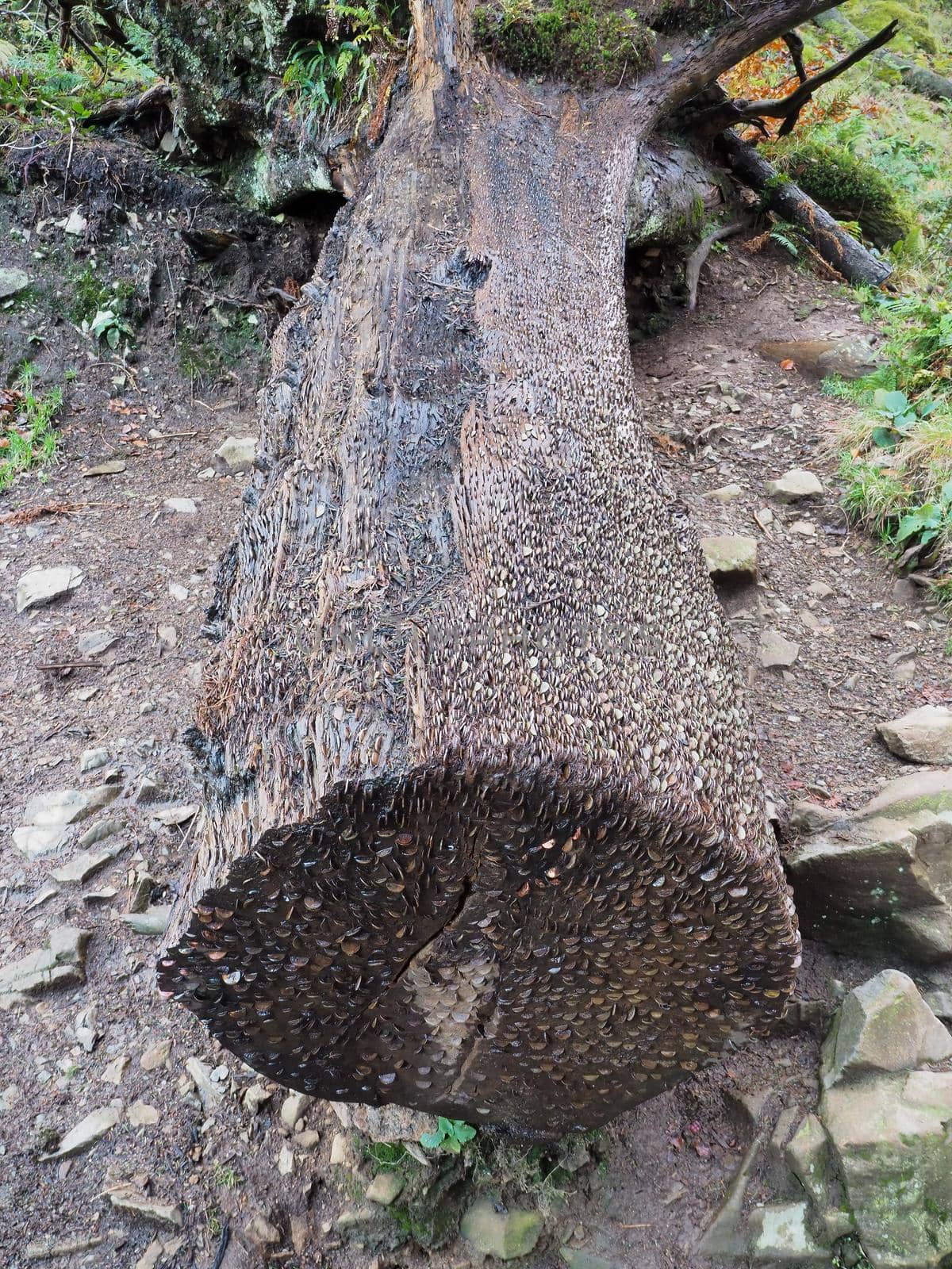 The 'money tree' where people have embedded hundreds of coins in the bark of the old trunk to make a wish and bring luck, Tarn Hows, Lake District, UK