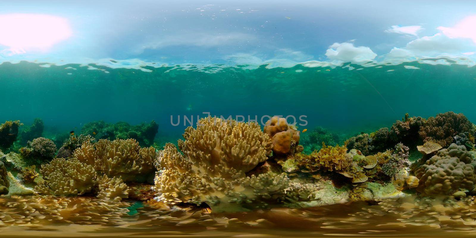 Tropical fishes and coral reef at diving. Beautiful underwater world with corals and fish. Philippines. 360 panorama VR