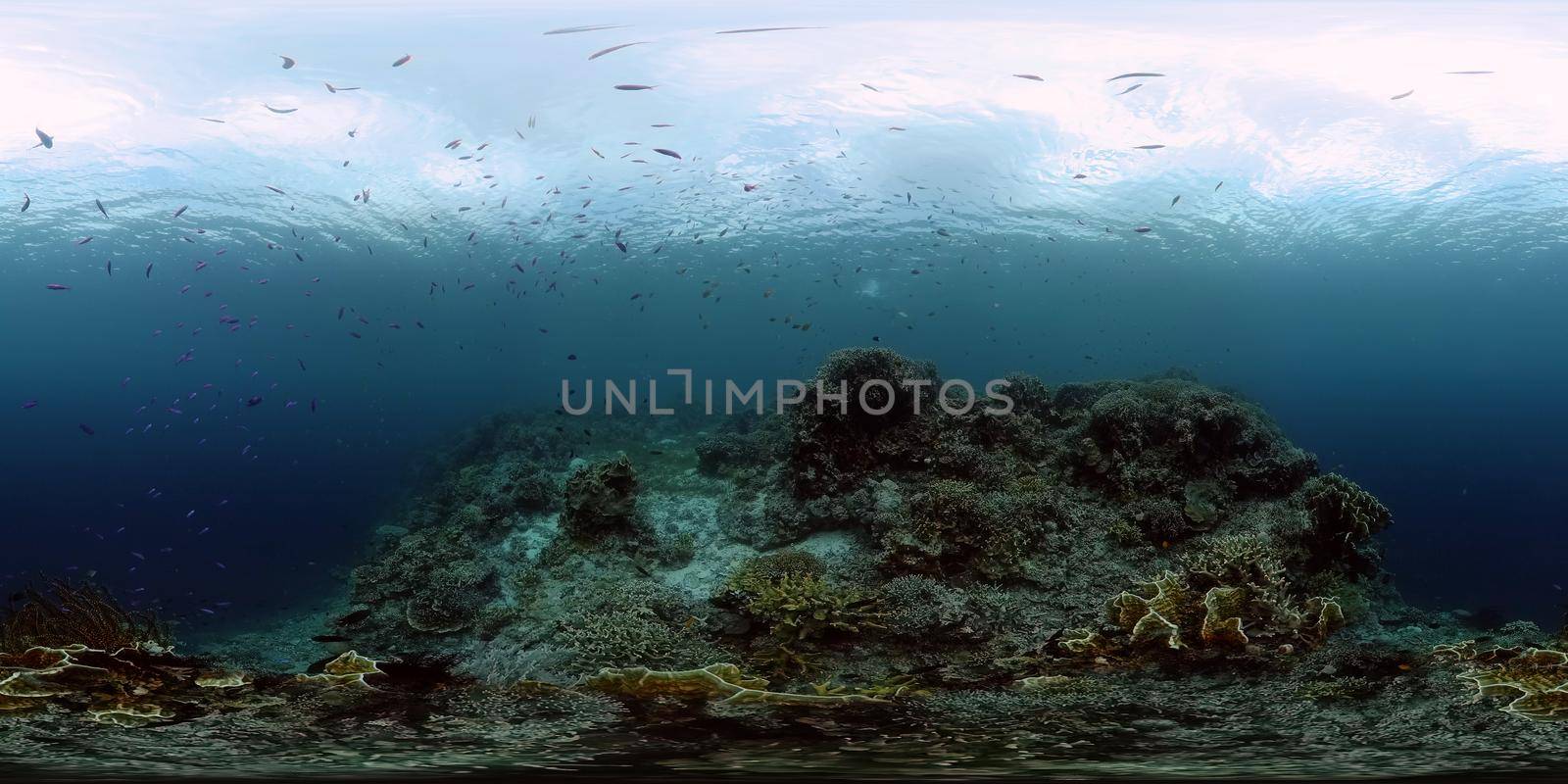 Tropical fishes and coral reef at diving. Underwater world with corals and tropical fishes. Virtual Reality 360.