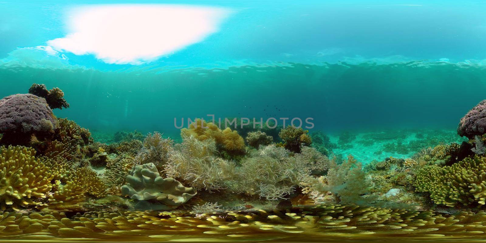 Underwater fish reef marine. Tropical colourful underwater seascape. Philippines. 360 panorama VR
