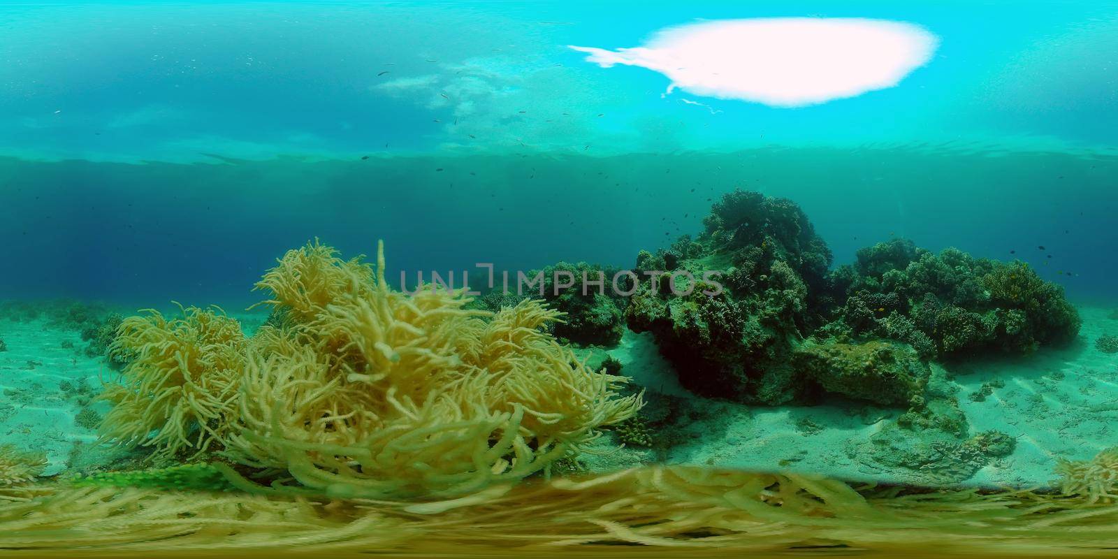 Tropical colourful underwater seascape.The underwater world with colored fish and a coral reef. Philippines. 360 panorama VR