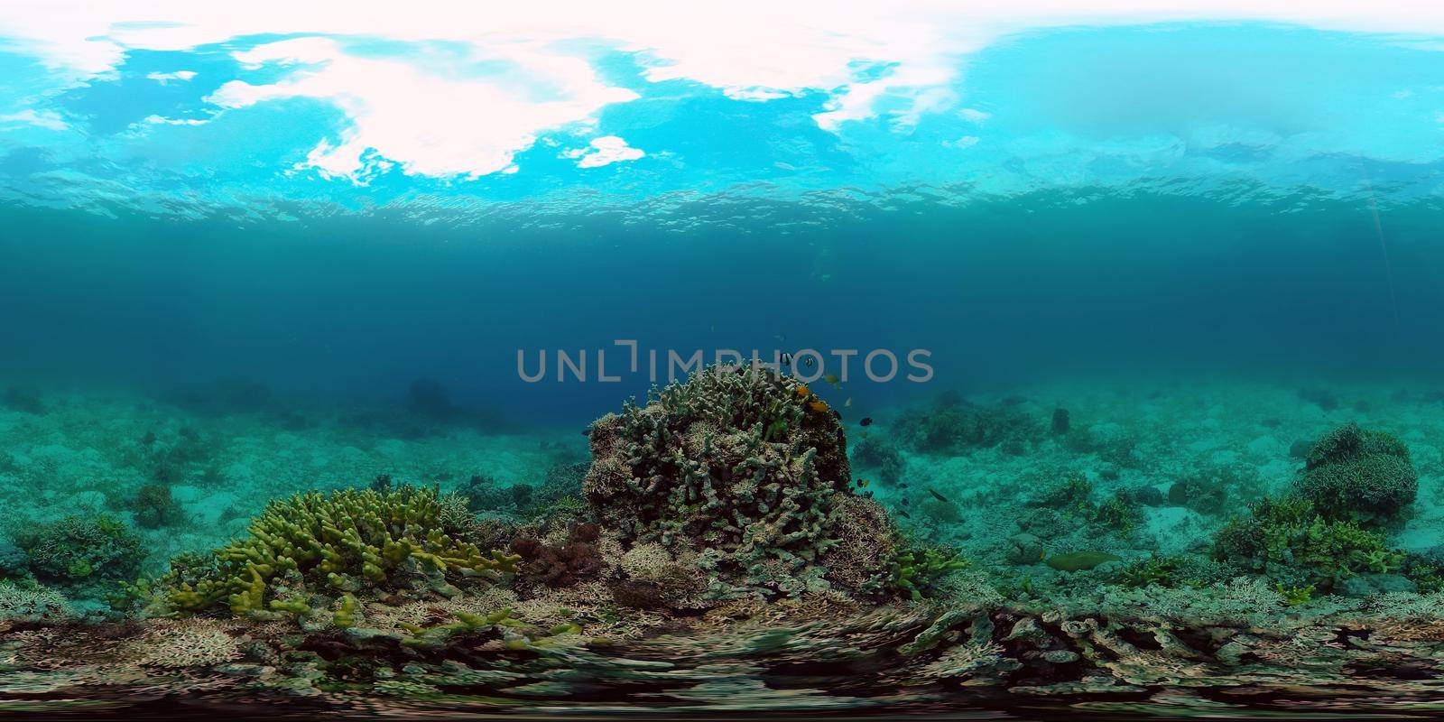 Scene reef. Marine life sea world. Underwater fish reef marine. Philippines. Virtual Reality 360.