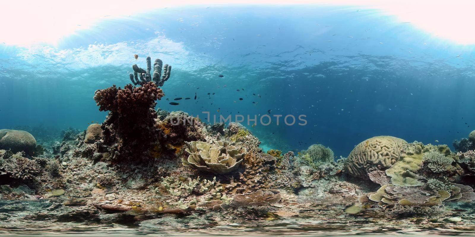 Tropical fishes and coral reef at diving. Underwater world with corals and tropical fishes. Philippines. Virtual Reality 360.