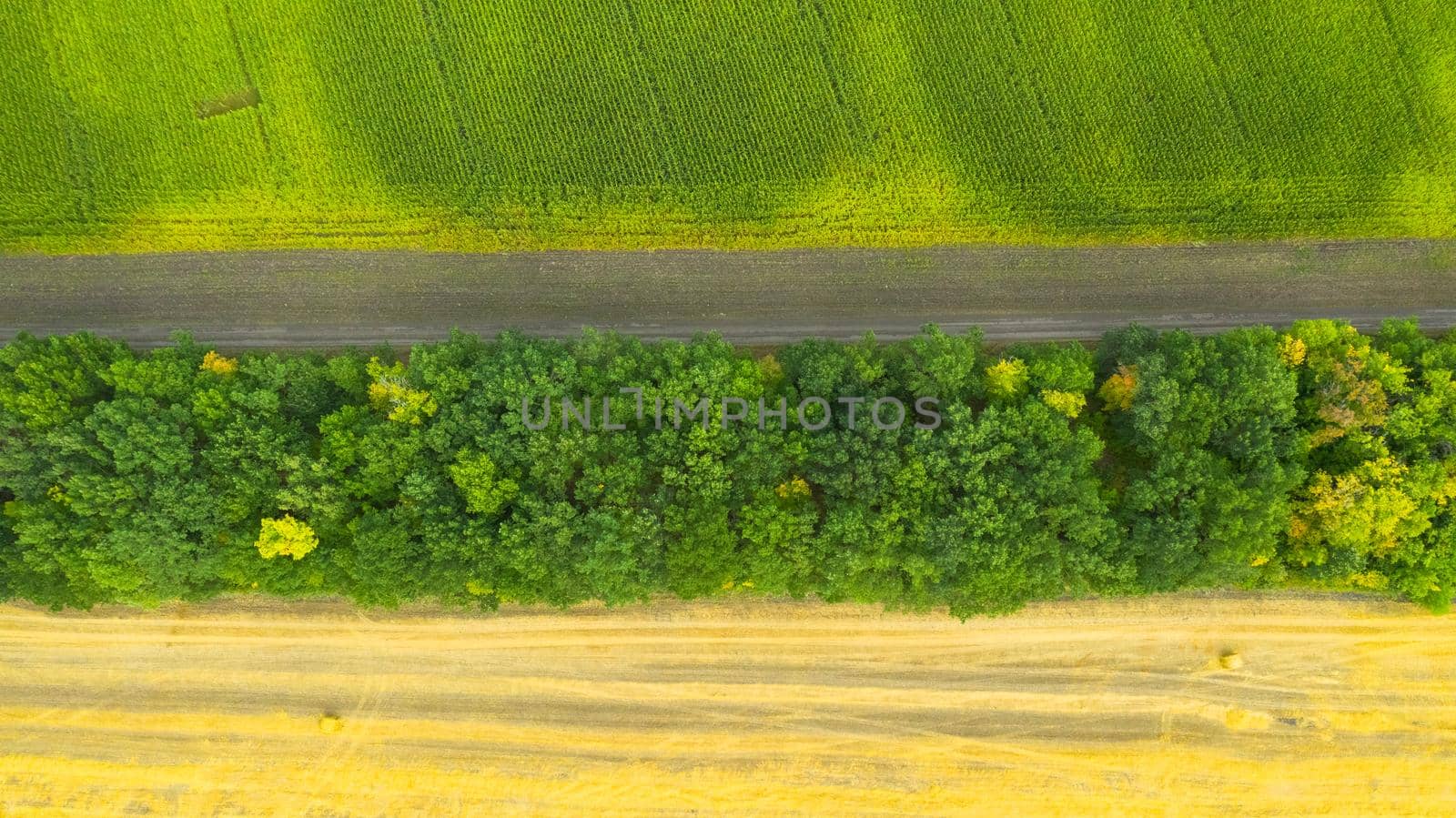 Rolls of haystacks on the field after harvest and Green corn fields. Large wheaten field with cylindrical haystacks in summer day.