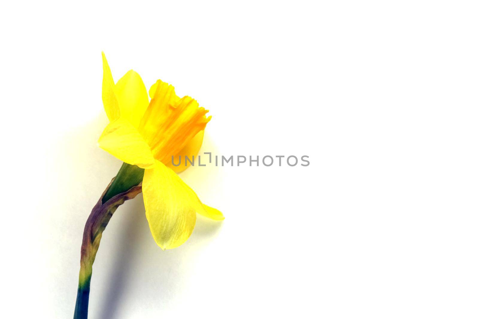 yellow daffodil on a plain background isolate. High quality photo