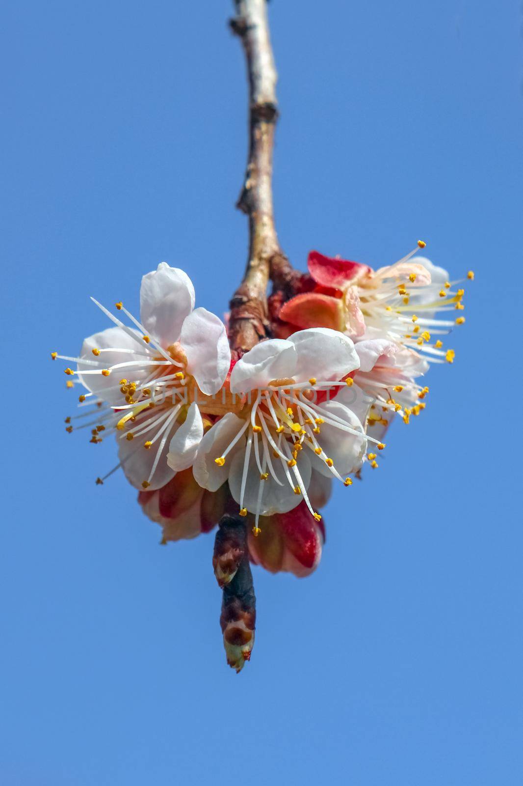 blooming tree branches on a beautiful background. High quality photo