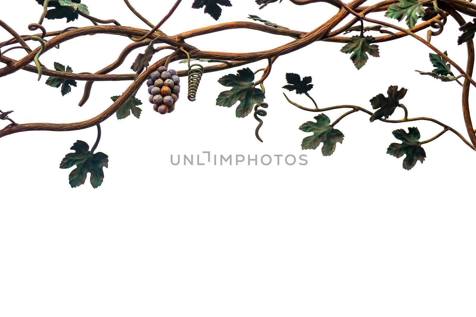 metal vine on a background isolate  by roman112007
