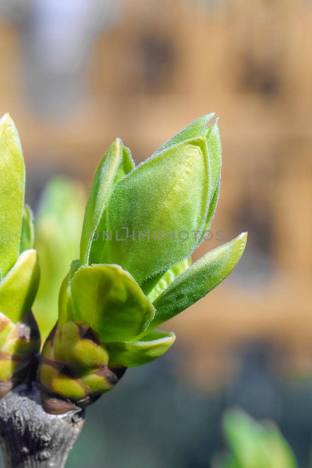 young leaves on tree branches as background by roman112007