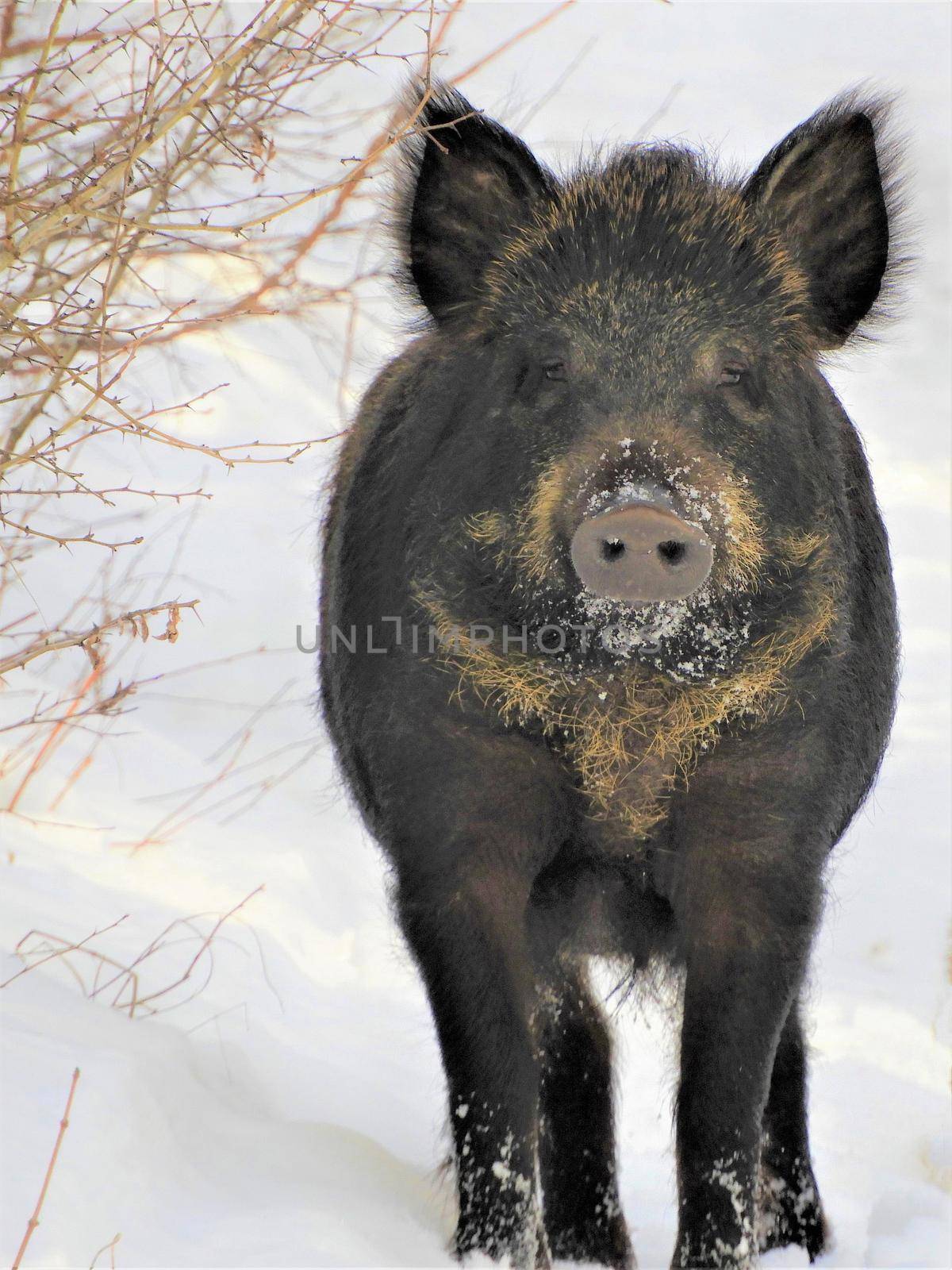 wild boar in the snow by roman112007