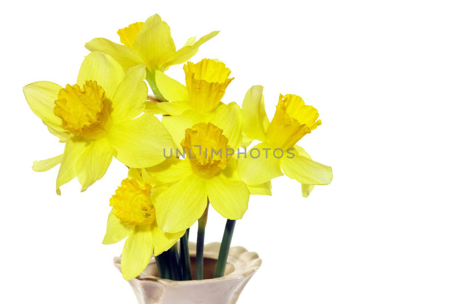 yellow daffodil on a plain background isolate. High quality photo