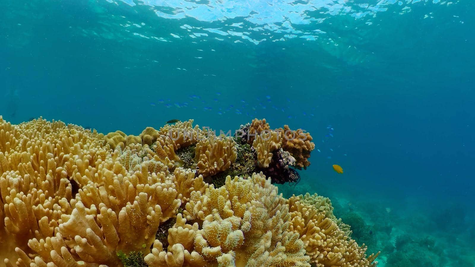 Tropical fishes and coral reef, underwater footage. Seascape under water. Philippines.