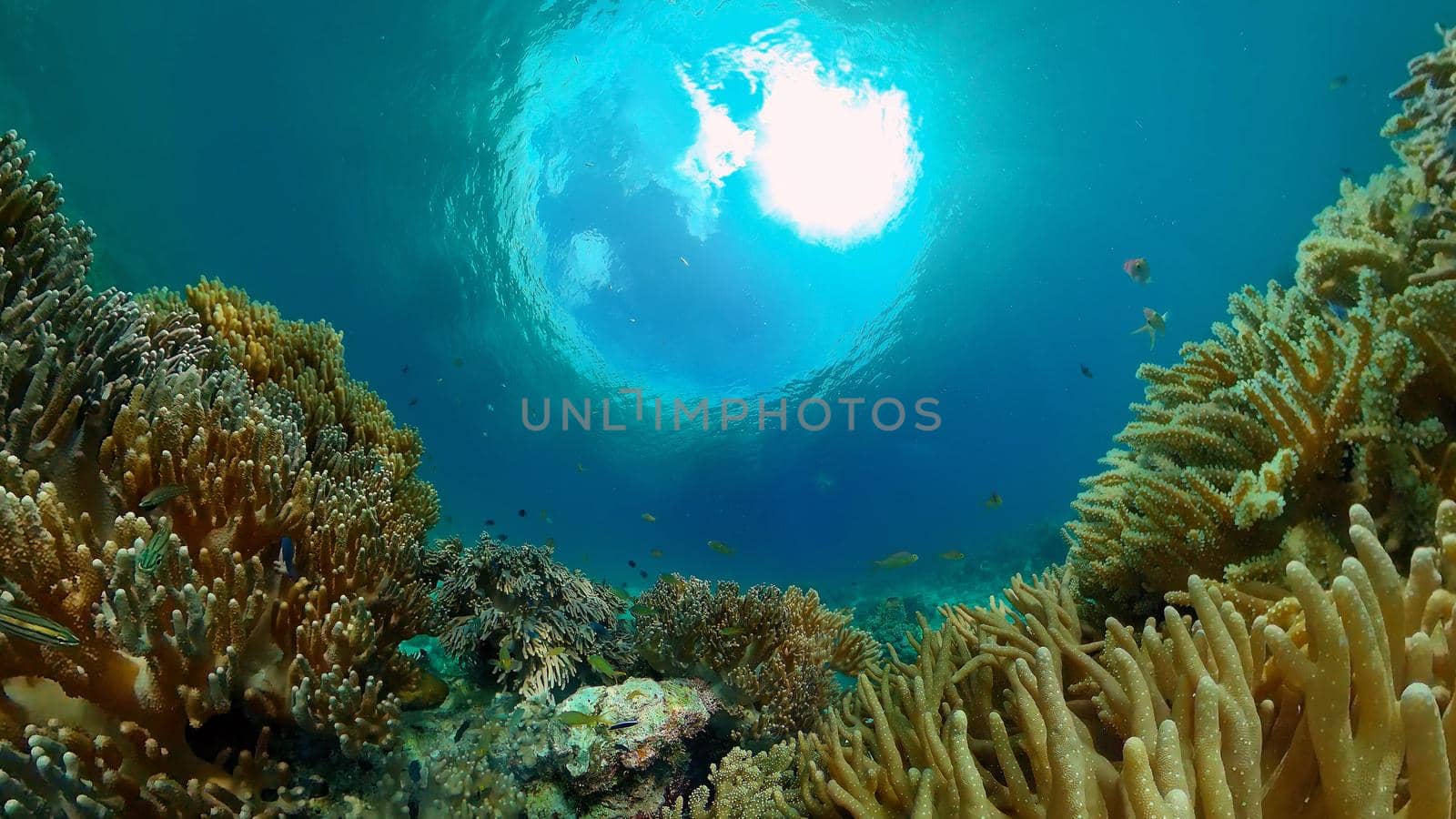 Reef coral scene. Colourful underwater seascape. Beautiful soft coral. Sea coral reef. Philippines.