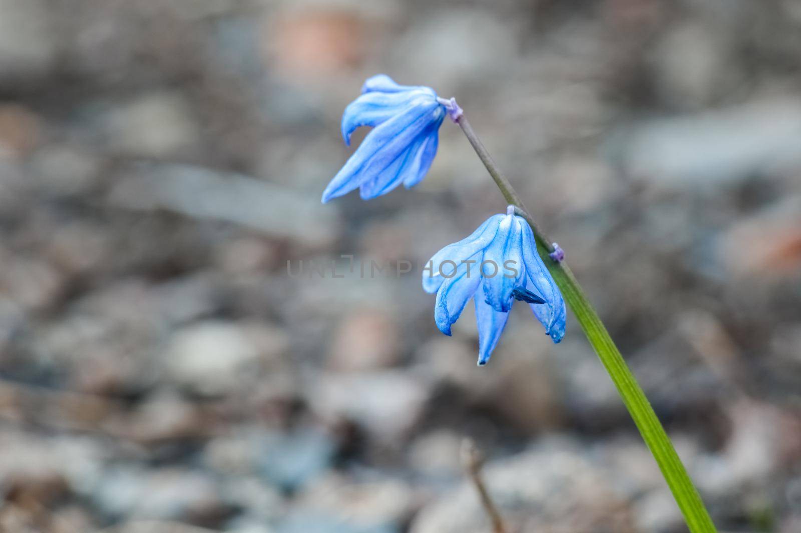 snowdrops proleski close up as background. High quality photo